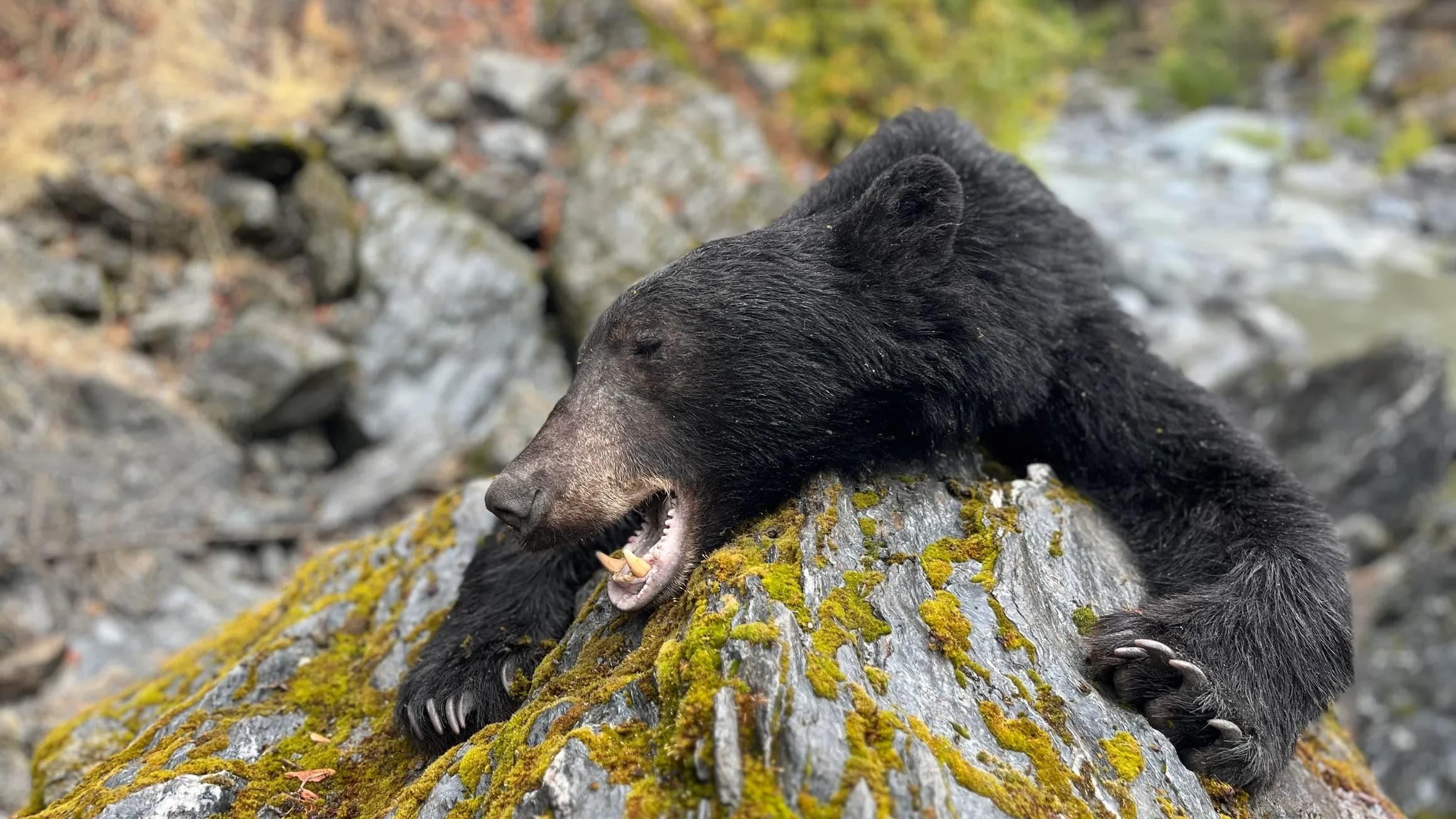 Black bear relaxing on mossy rock, mouth slightly open. Moss covers rock. Bear's claws and fur visible. Forest and stream ...