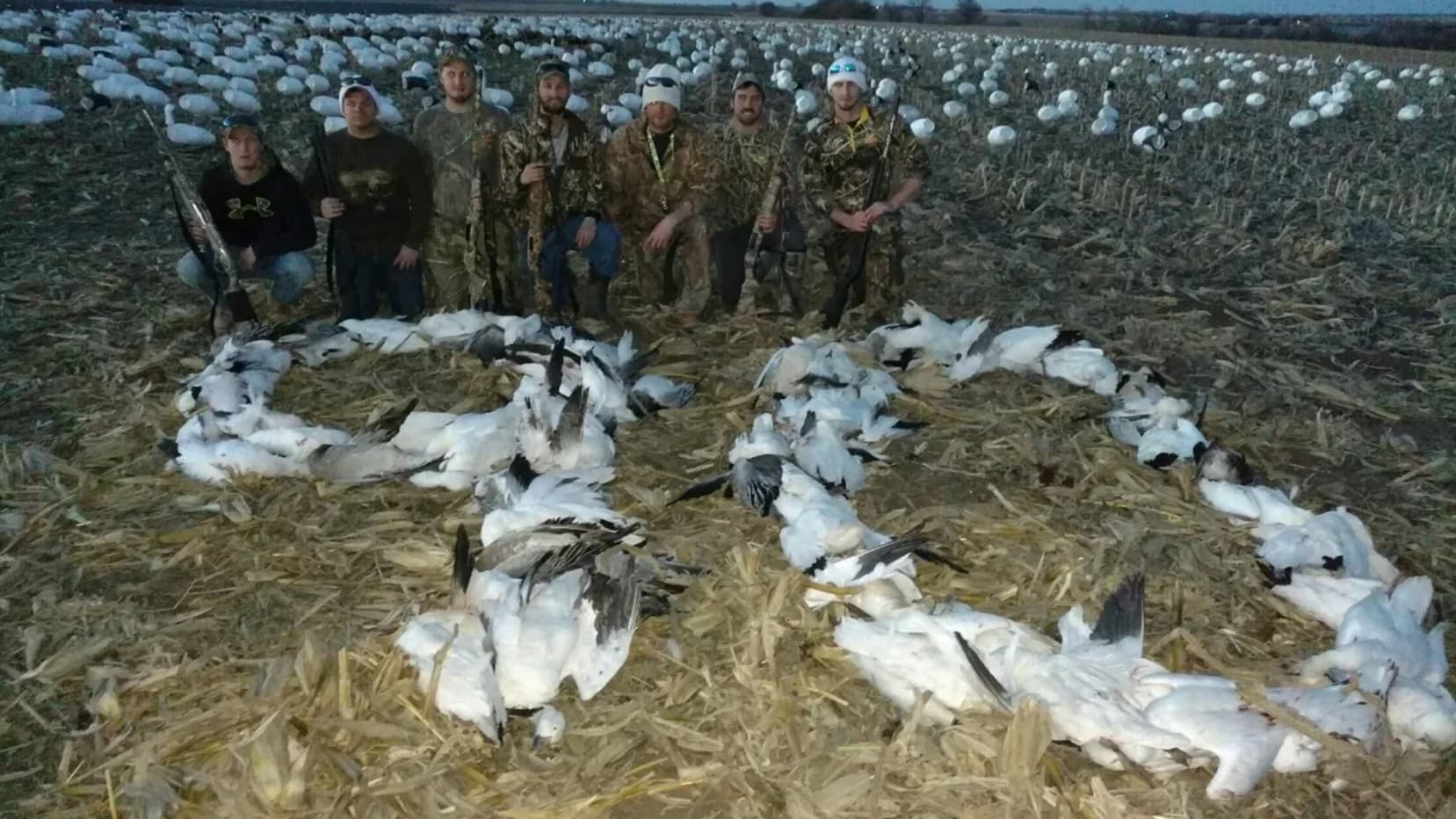 Photo 6 of guide Thompson Outfitters, 20+ years, uses Shotgun, specializes in Snow Geese, skilled in Decoys
