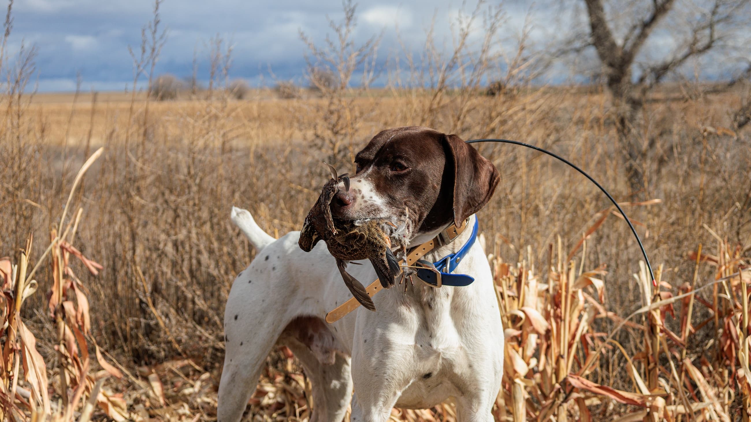 Dog, white with brown markings, holding a bird in its mouth. Blue collar. Tall, dry grass and field background. Cloudy sky.
