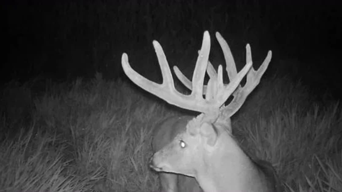 Photo 3 of guide Monster Whitetail Outfitters, 10 - 20 years, uses Bow and Crossbow and Muzzleloader and Rifle and Shotgun, specializes in Deer and Turkey, skilled in Calling and Decoys and Ground Blind and Run and Gun and Stand Hunting