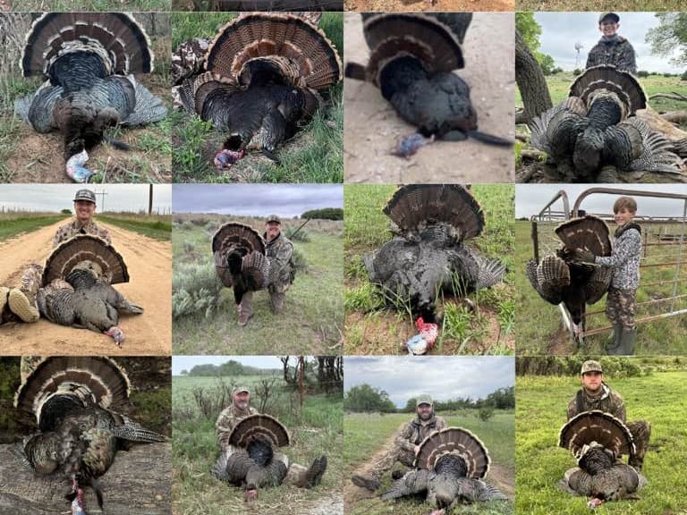Collage of turkeys with fanned tails and hunters. Some hunters pose with turkeys, others show the bird laying on the ground.
