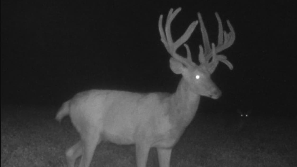 Buck with large antlers and glowing eyes stands in a field at night. Another pair of glowing eyes is visible in the distance.