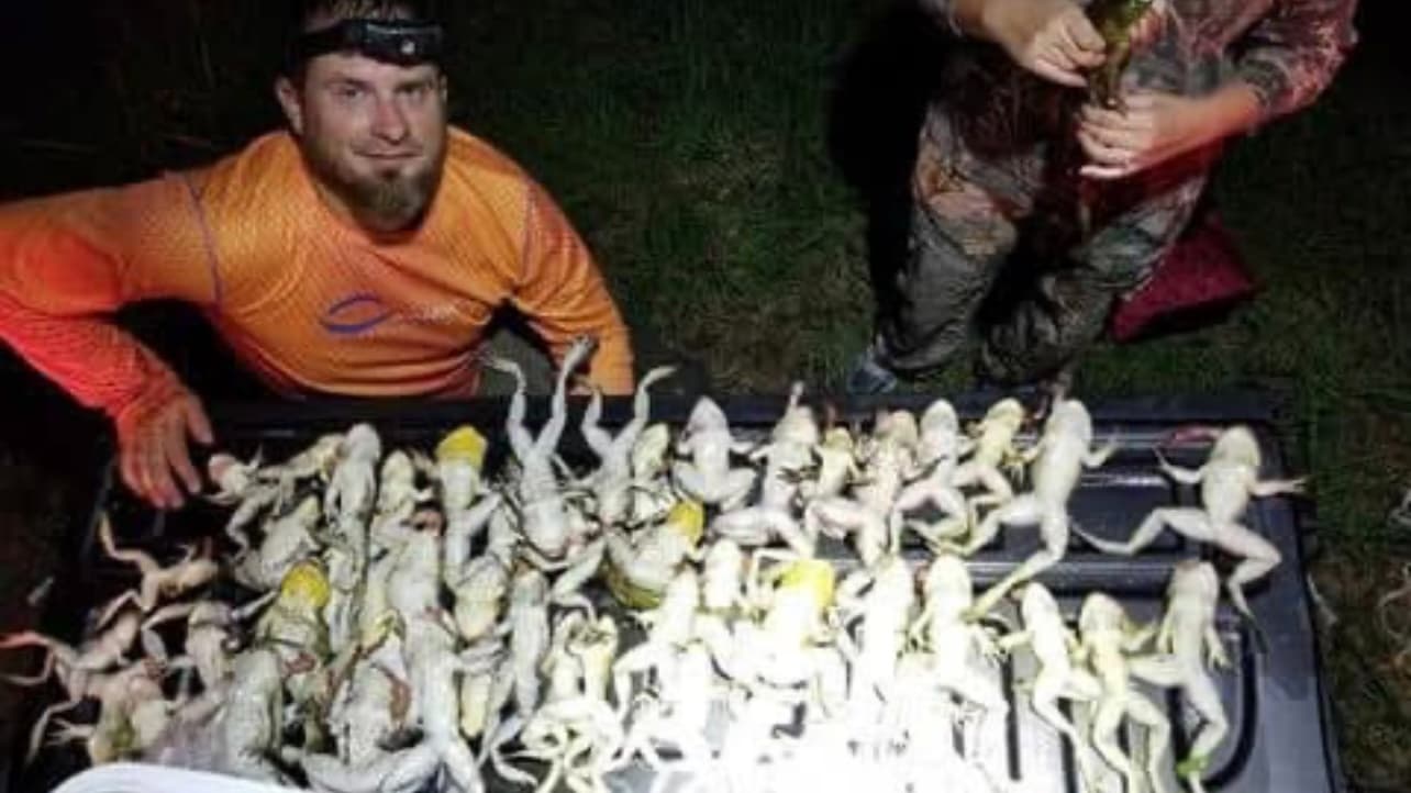 Man with headlamp poses over many harvested frogs. Another person in camo stands holding one frog. Frogs in container.