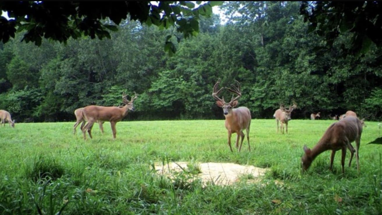 Several deer graze in a grassy field in front of a forest. One buck with large antlers stands prominently, facing forward....