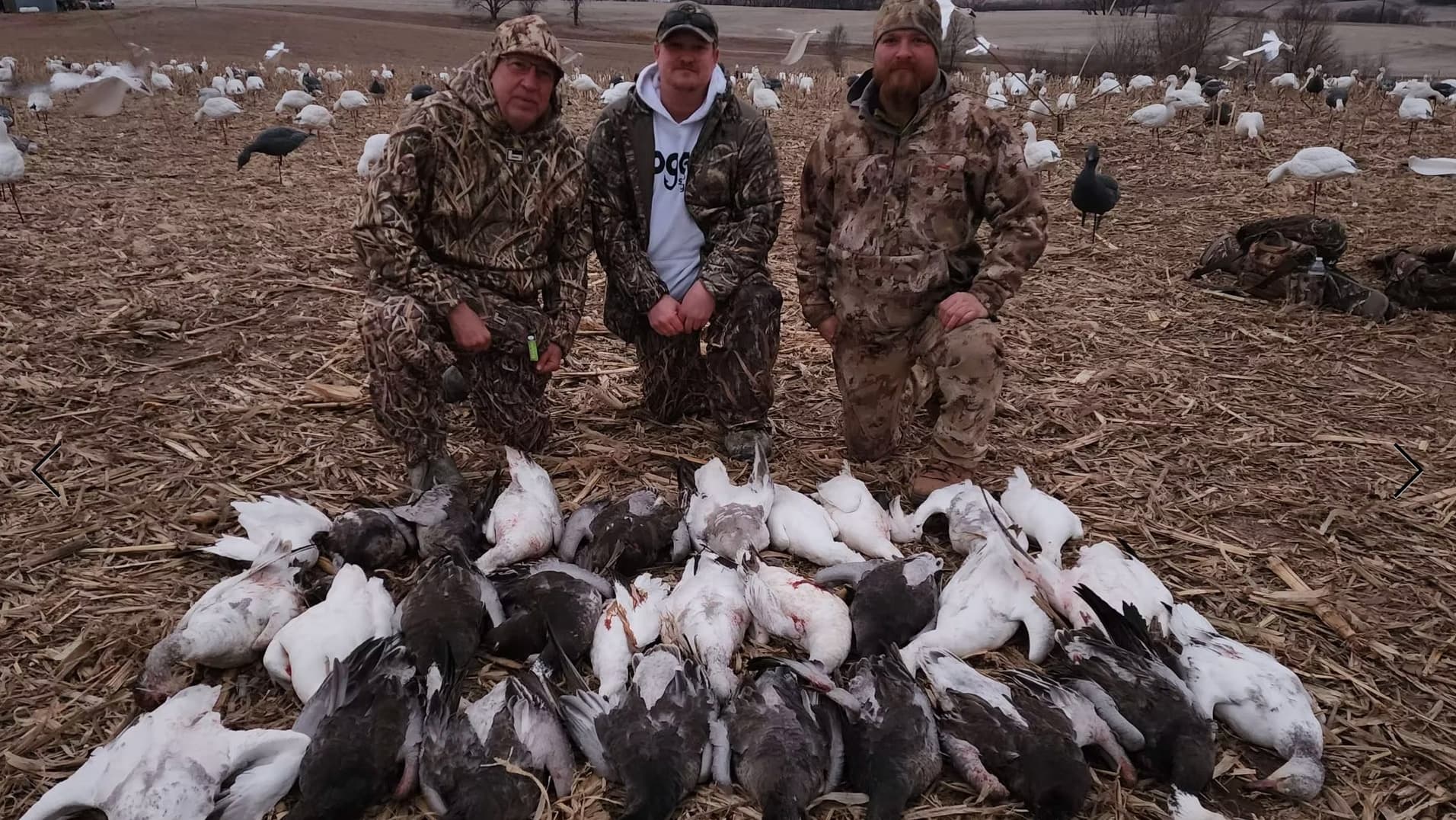 Three men in camouflage kneel behind a pile of harvested geese, with decoys and other geese visible in the background. Fie...