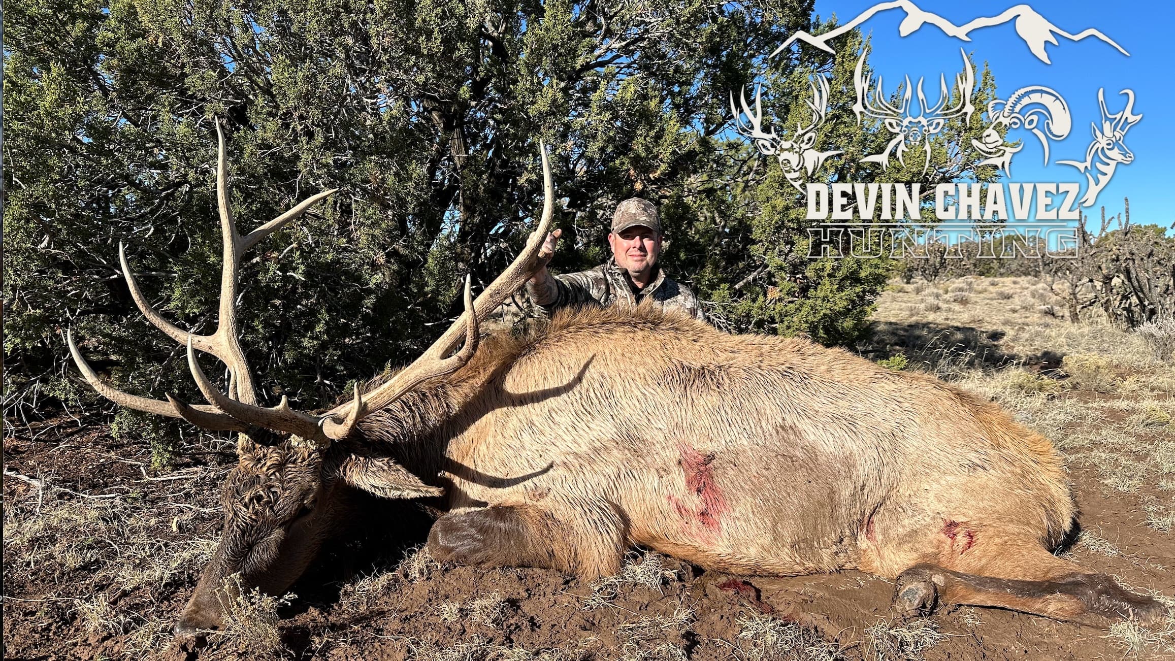 Man in camouflage poses with a large dead elk, lying in mud. Elk has large antlers and blood visible on its side. "Devin C...