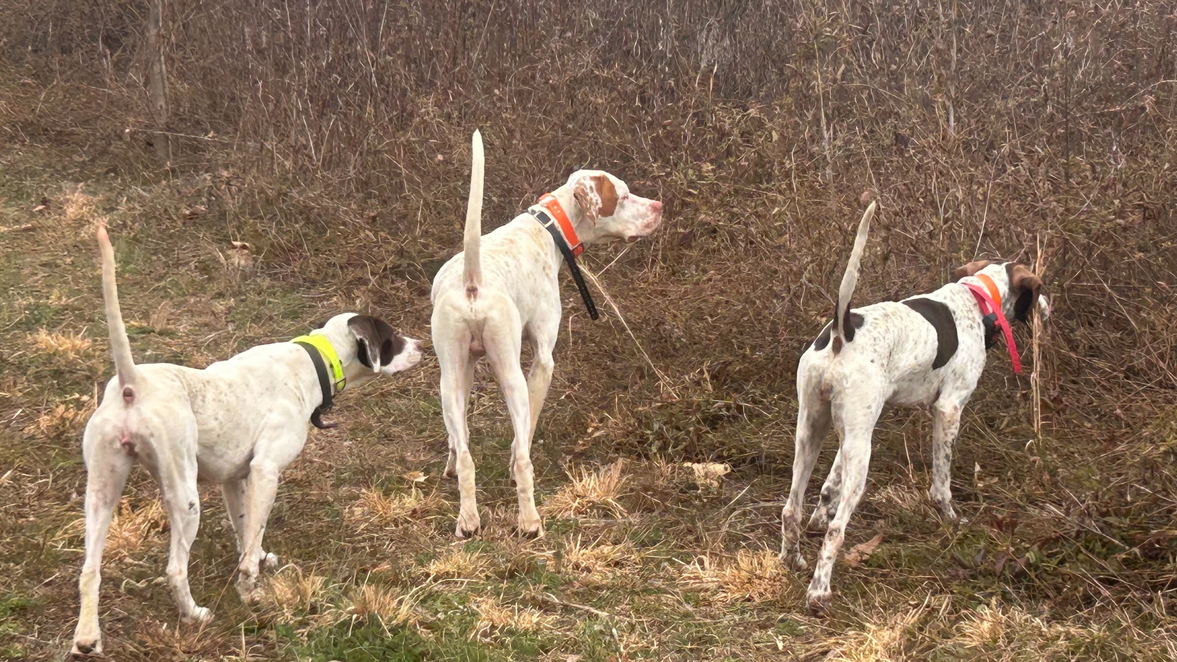 Three pointer dogs in a dry, grassy field, facing away from the camera.