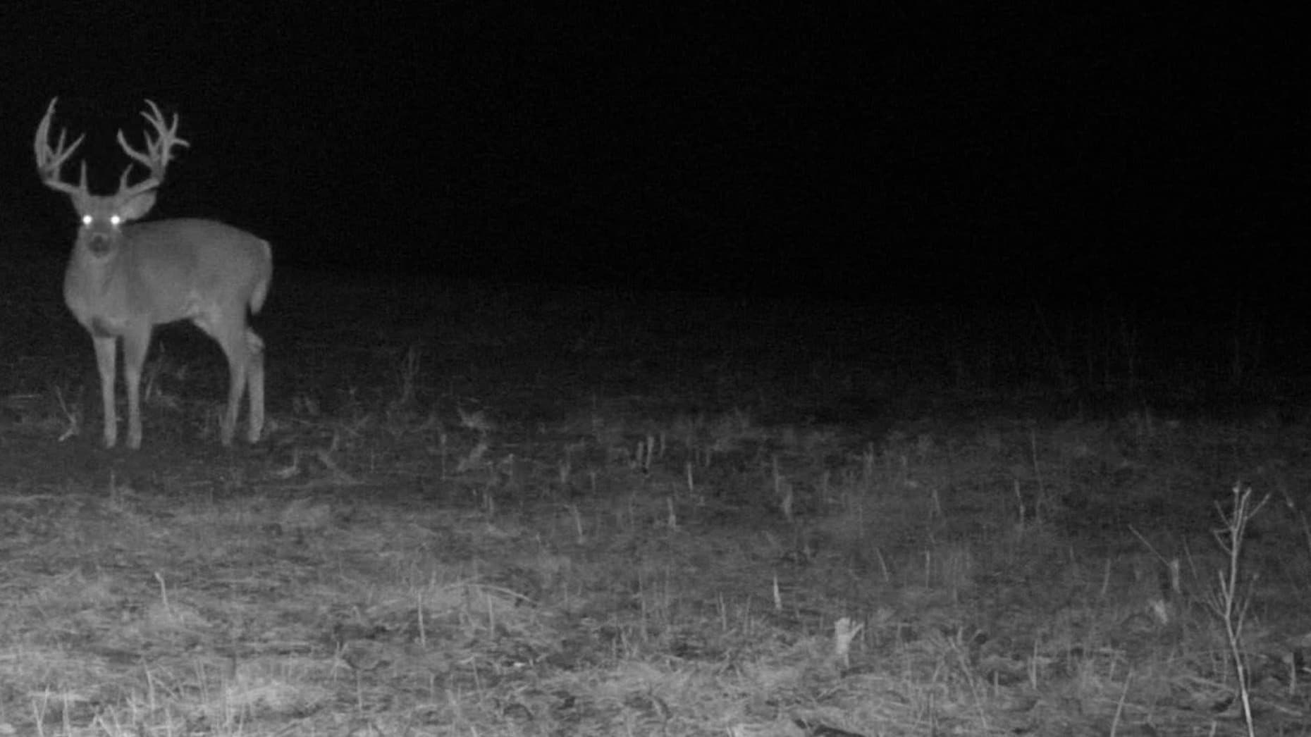 Photo 8 of guide Old School Guide Service, 20+ years, uses Bow and Crossbow and Muzzleloader and Rifle and Shotgun, specializes in Deer and Turkey, skilled in Calling and Decoys and Ground Blind and Run and Gun and Stand Hunting