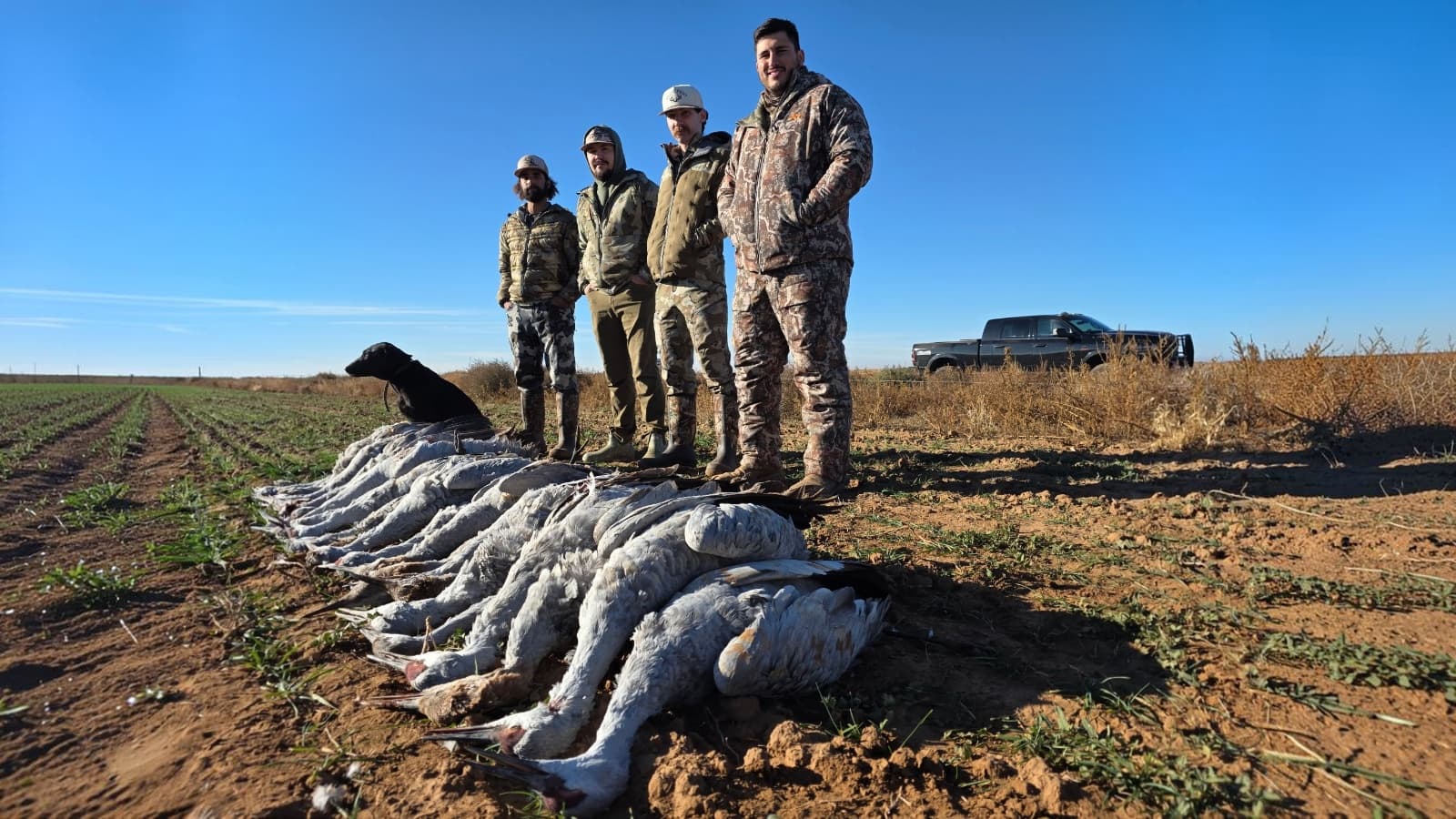 Four hunters in camouflage stand behind a large pile of harvested geese in a field, accompanied by a black dog.