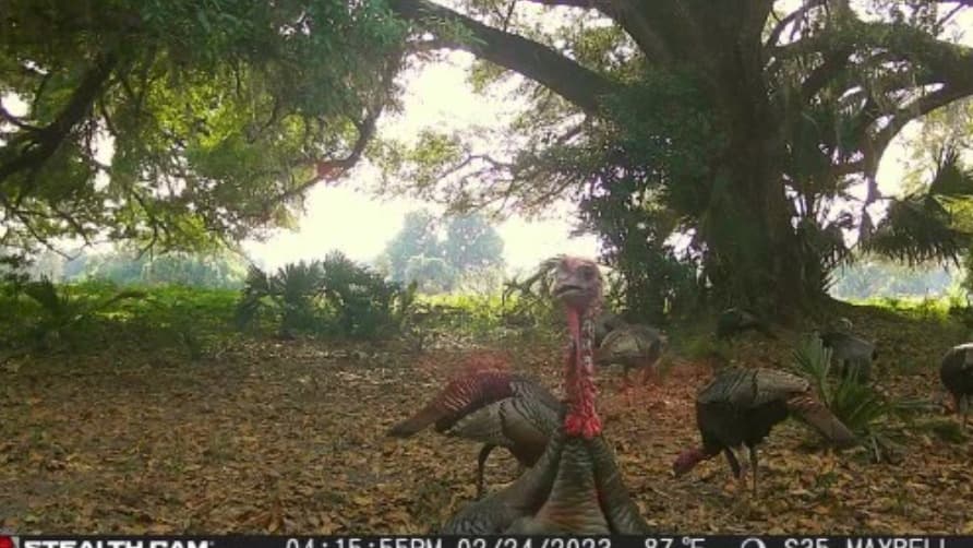 Wild turkeys in a forest setting. One turkey is front and center with a red head and neck, surrounded by others, beneath a...