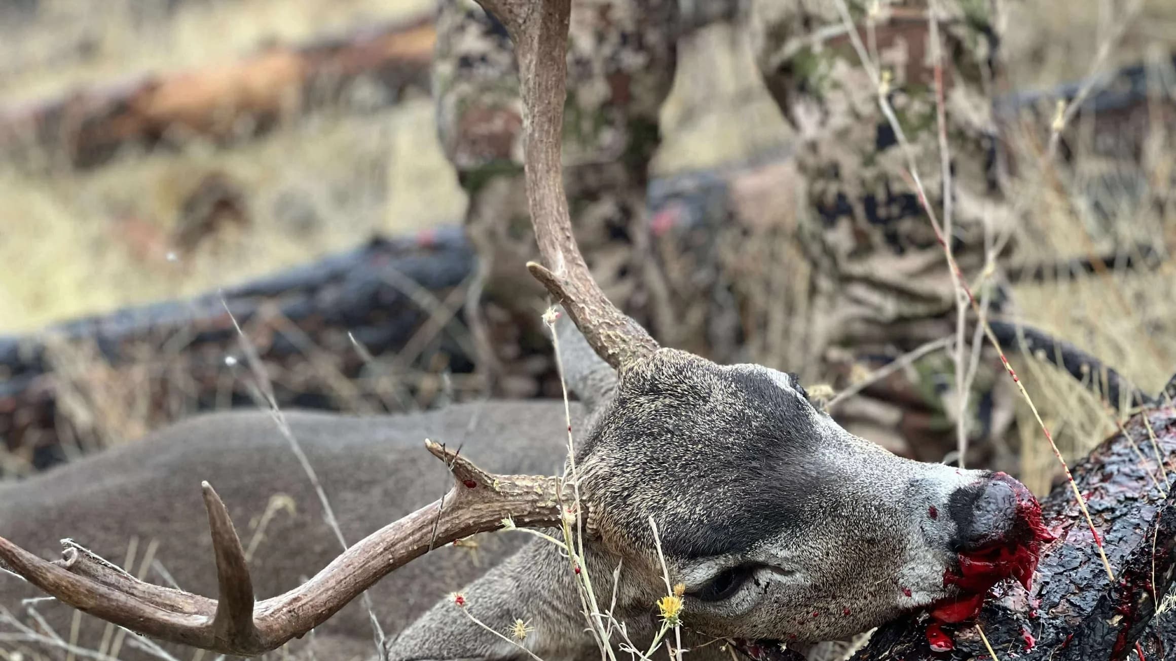 A dead deer lies on the ground with antlers. Its head rests on a log, covered in blood. A person in camouflage is in the b...